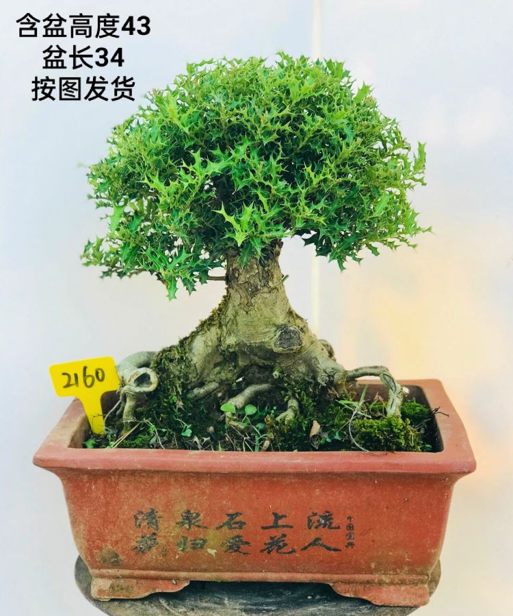 原生微型小叶枸骨盆景 猫儿刺枸骨盆栽 桌面绿植 耐寒热卖实物