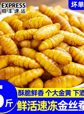 山东潍坊冷冻金丝蛹批发价