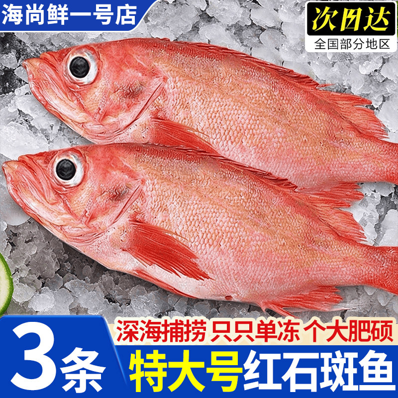 青岛红石斑鱼新鲜冷冻包邮