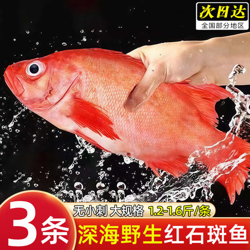 红石斑大眼鱼新鲜活冷冻
