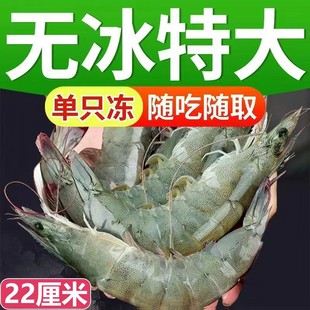 2030大虾鲜活超大新鲜冷冻海虾特大对虾青虾基围虾青岛海鲜水产