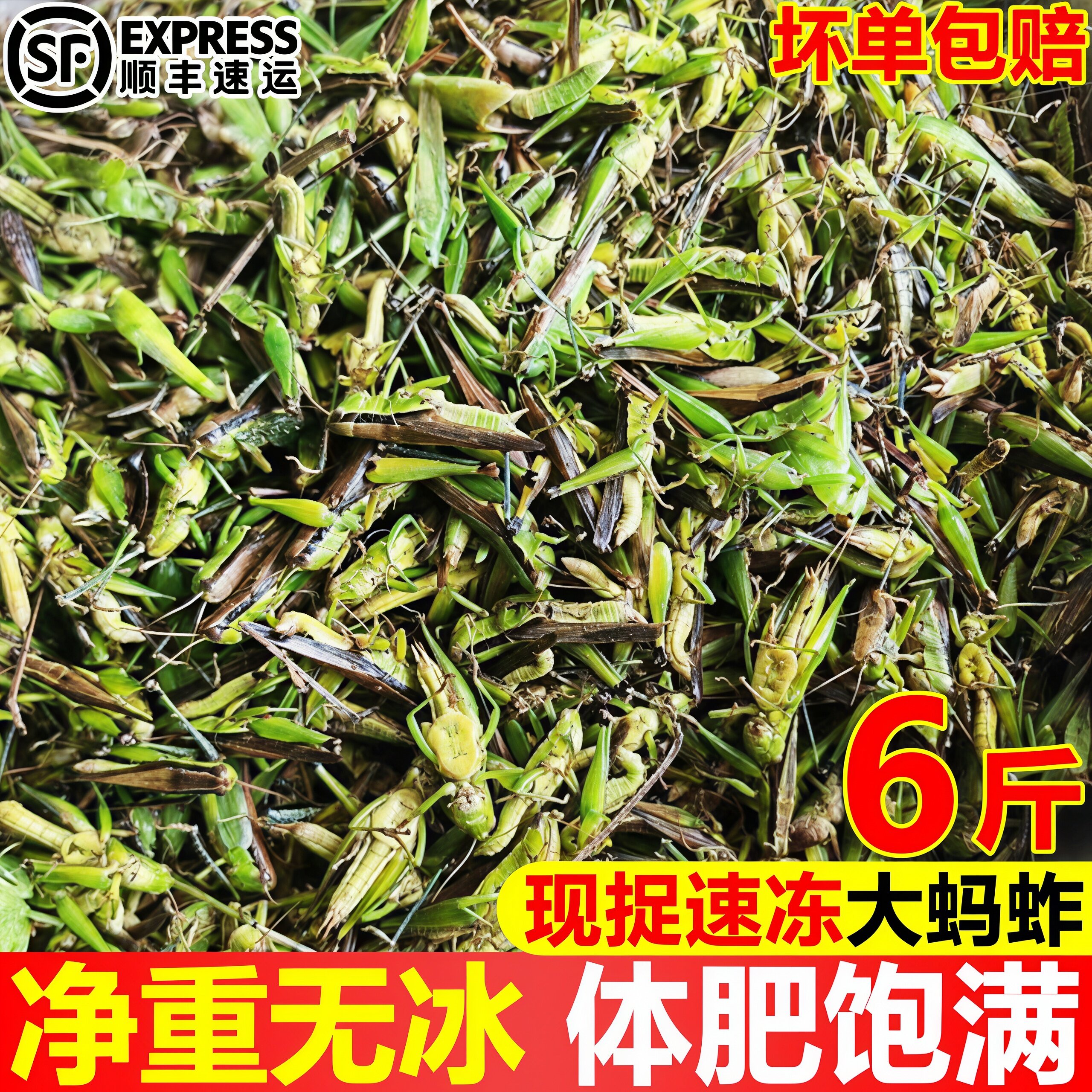 蚂蚱新鲜活速冻蝗虫活体公母蚂蚱昆虫美食飞蝗6斤油炸烧烤顺丰
