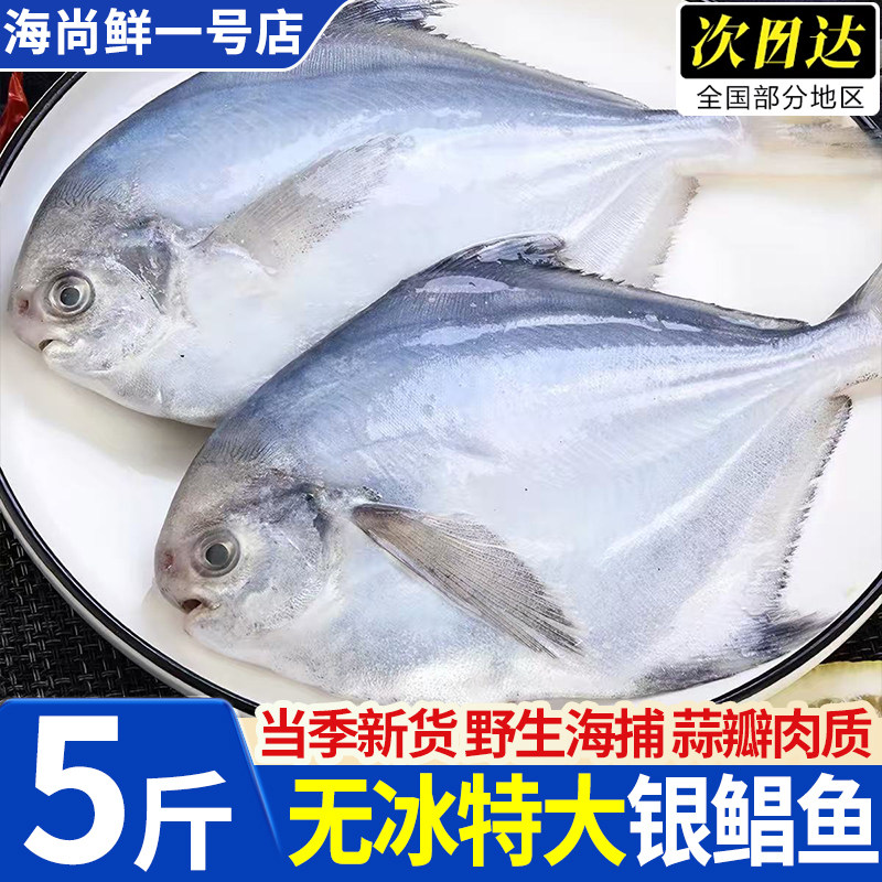 深海特大银鲳平鱼冷冻新鲜