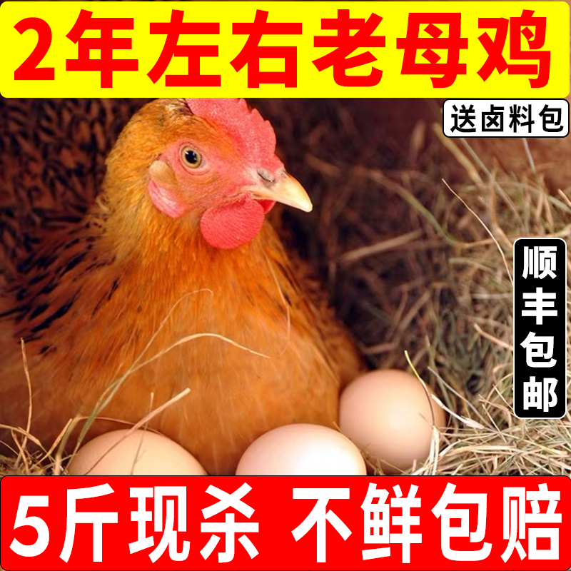 老母鸡土鸡农家散养正宗土鸡走地鸡新鲜现杀整只黄油母鸡顺丰包邮
