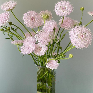 A级【翠珠】 配花 草花 翠珠鲜花 室内水养 云南鲜花基地直发