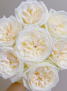 A级白荔枝玫瑰花 高颜值玫瑰 粉荔枝的姐妹 云南鲜花基地直发顺丰