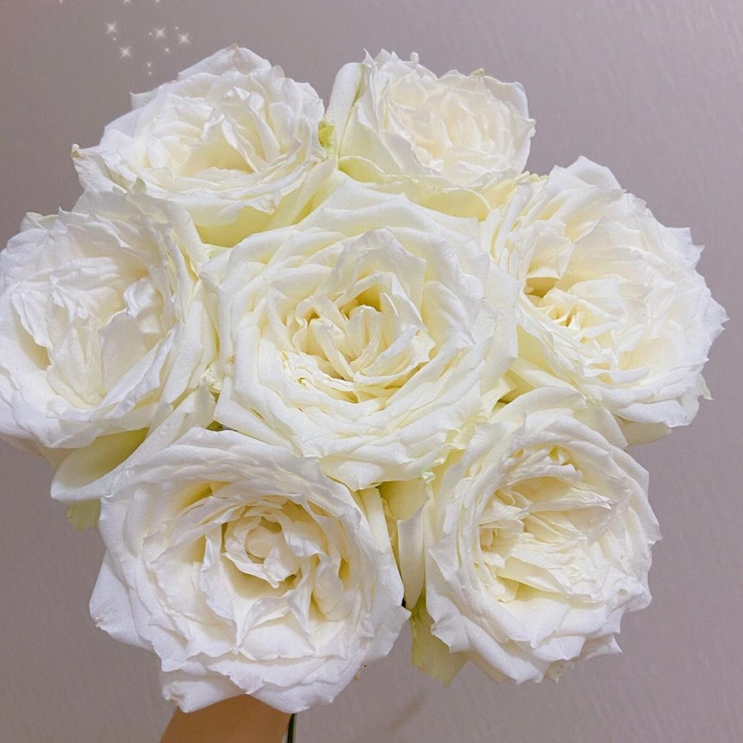 A级坦尼克云南鲜花基地顺丰直发