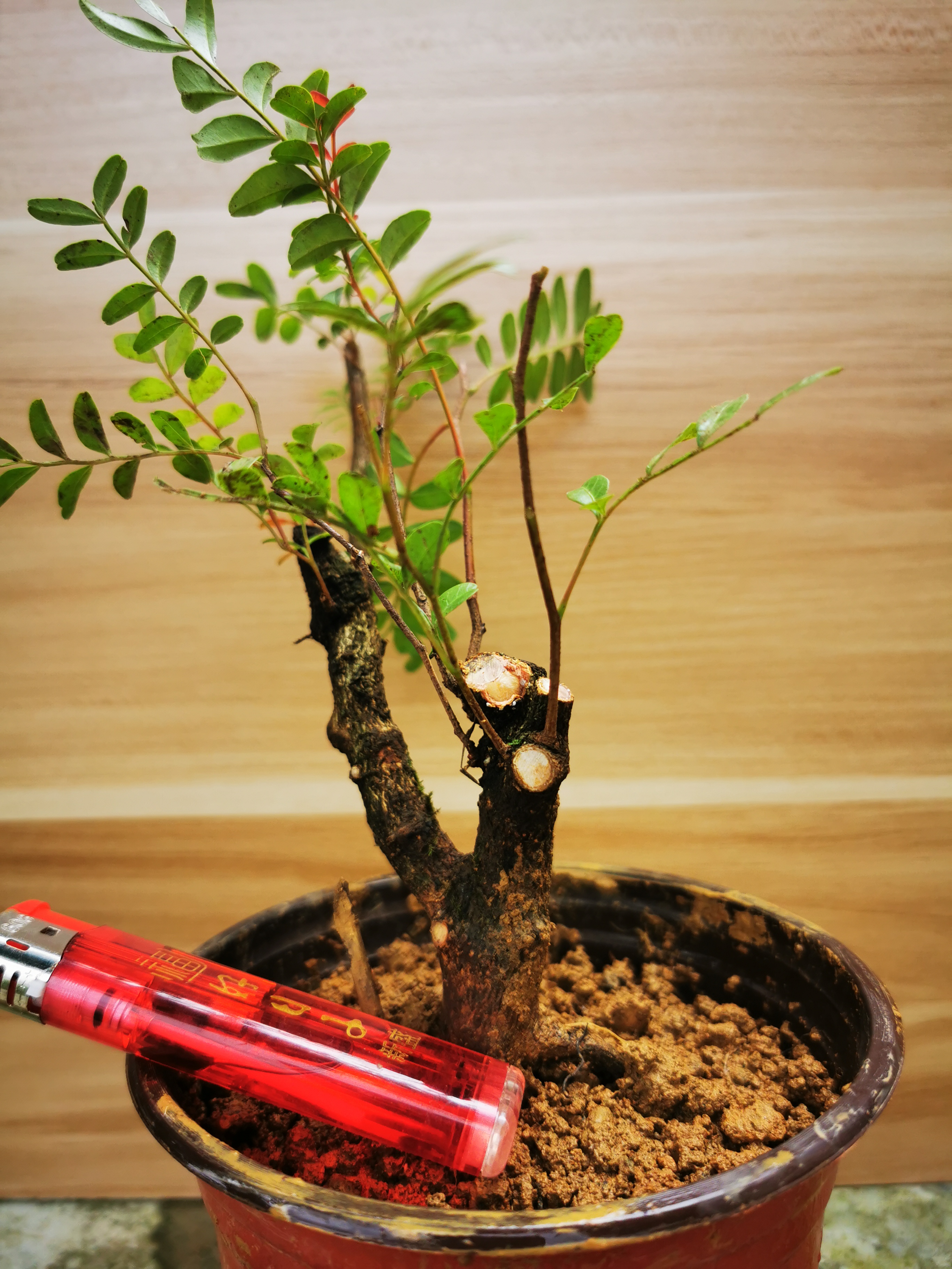 正宗红芽清香木老桩小苗阳台庭院楼顶吸甲醛驱蚊盆栽植物带盆发货-封面