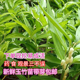 贵州玉竹根苗新鲜植物种子种苗盆栽地栽南北方种植四季易活