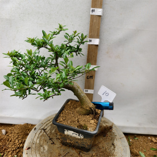 火棘盆栽盆景造型红果军粮矮霸大飘枝绿植矮霸老桩带盆发一物一拍