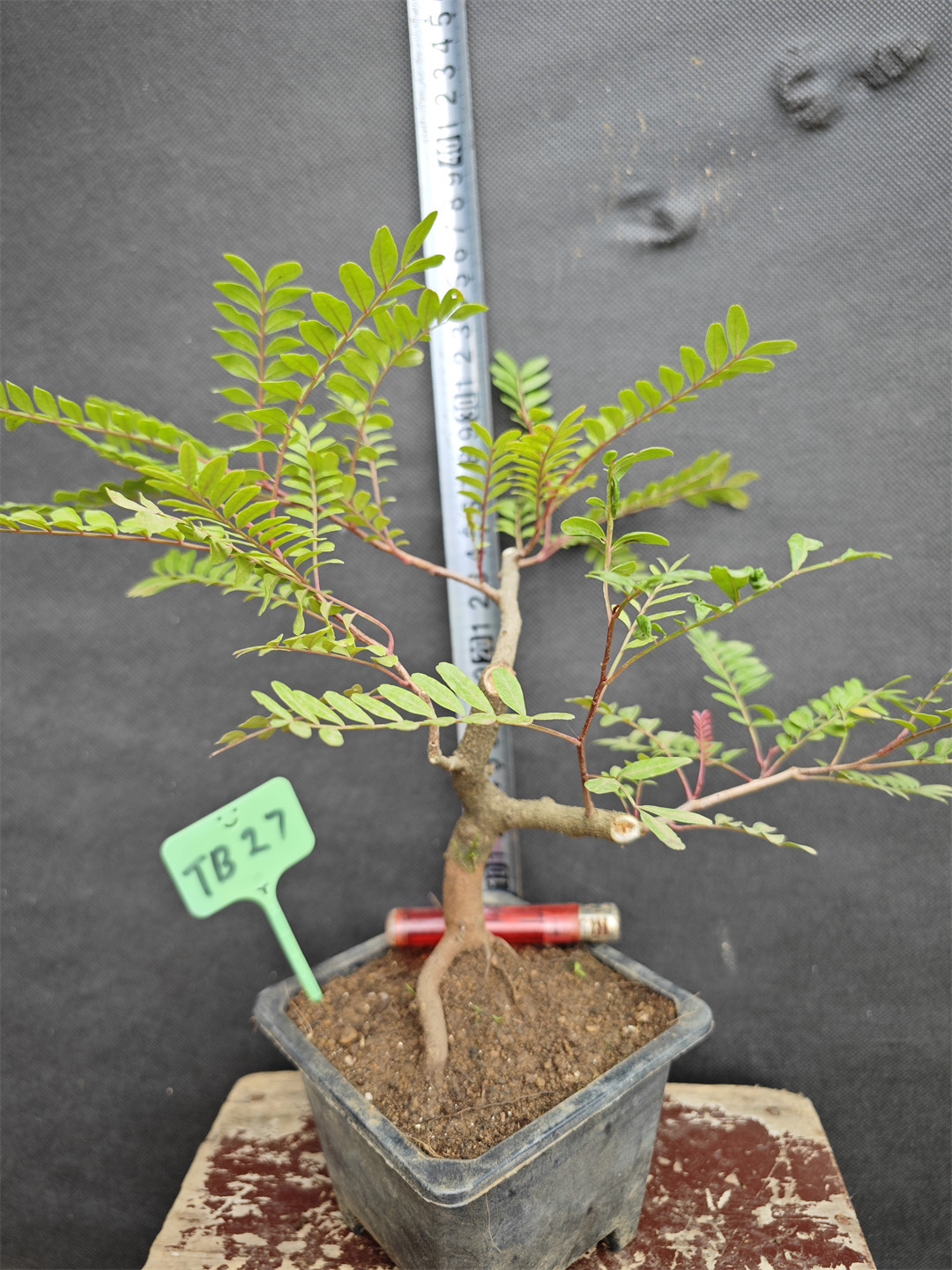 正宗红芽清香木老桩小苗阳台庭院楼顶吸甲醛驱蚊盆栽植物带盆发货