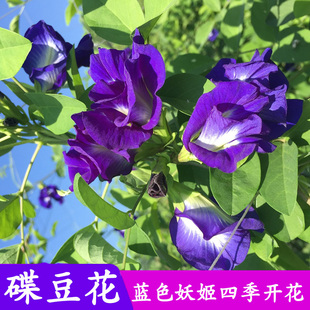 费蝶豆花苗盆栽蝶豆蝴蝶花蓝色妖姬蓝蝶豆花可泡茶阳台庭院绿植 免邮