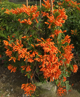 包邮炮仗花苗 鞭炮花爬藤花卉 紫藤珊瑚花攀援植物 油麻藤 围墙花