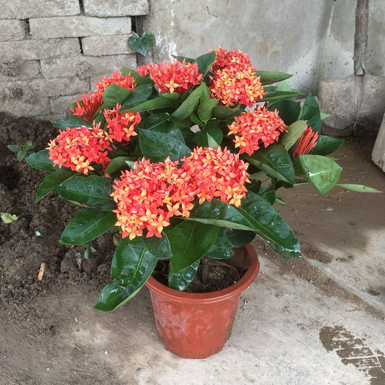 包邮 龙船花盆栽 仙丹花 山丹英丹花苗 百日红 红宝石 龙船花花卉