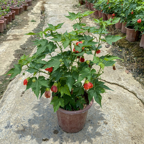 金铃花盆栽耐阴好养常绿灯笼花