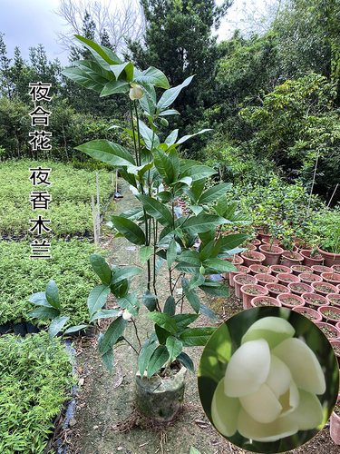 盆栽夏季夜合花花朵庭院树苗