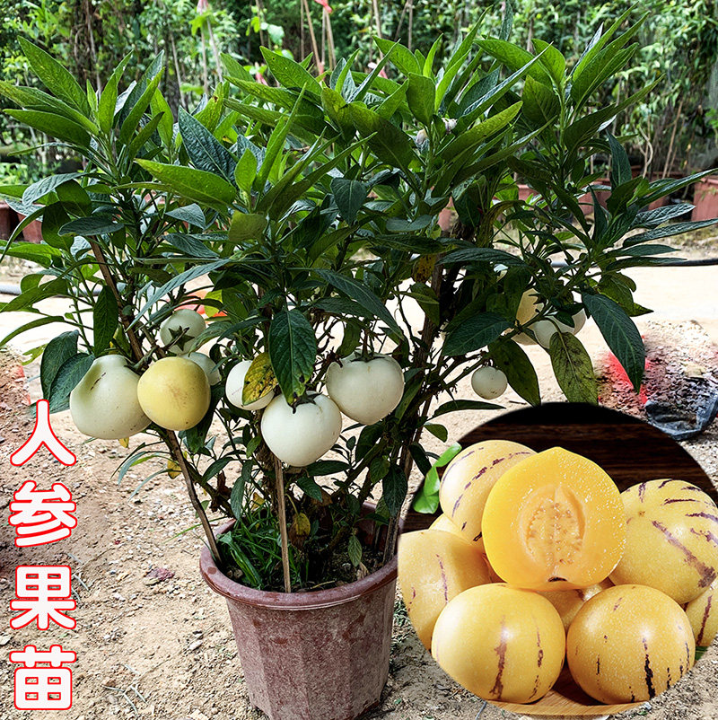 人参果苗当年结果 茄瓜果盆栽 人生果树 仙桃苗 正宗食用长寿果苗