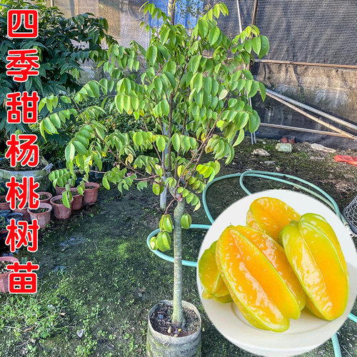 杨桃树苗果树结果四季甜杨桃台湾大果杨桃苗庭院阳台盆栽好养果苗