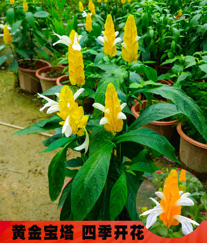 花卉黄金宝塔当年开花盆栽黄金塔