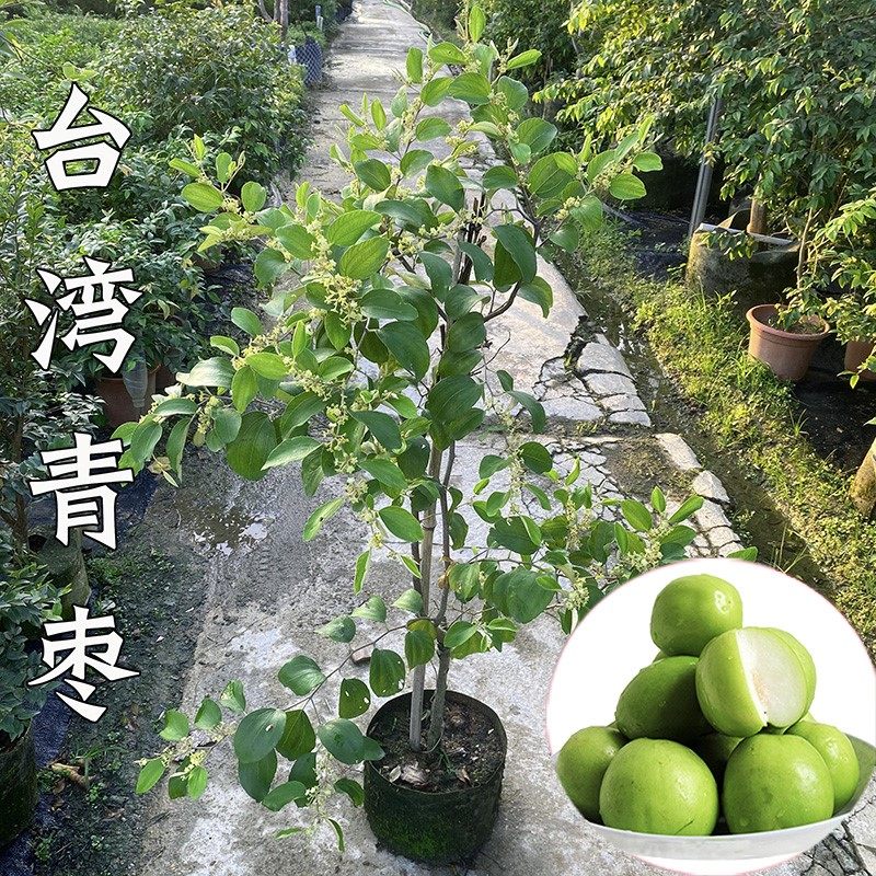 台湾青枣苗树苗牛奶枣蜜丝枣正宗大青枣果树南北庭院盆栽当年结果