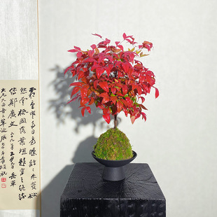 【老桩南天竹】苔藓球耐寒火焰南天竹红红火火越冷越红