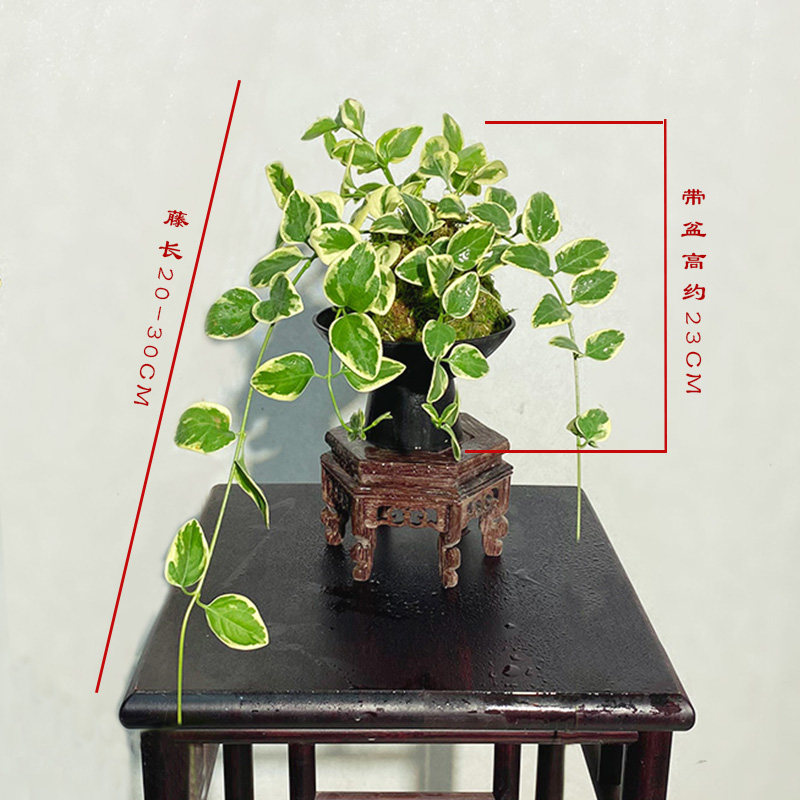 【金钱豹】苔藓球栽培室内垂藤爬藤绿植茶台书桌花卉好养
