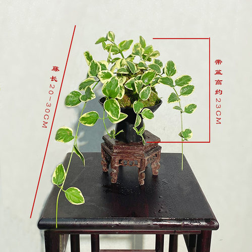 【金钱豹】苔藓球栽培室内垂藤爬藤绿植茶台书桌花卉好养