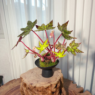 【黄金几何】秋海棠苔藓球绿植室内耐阴好养观叶绿植