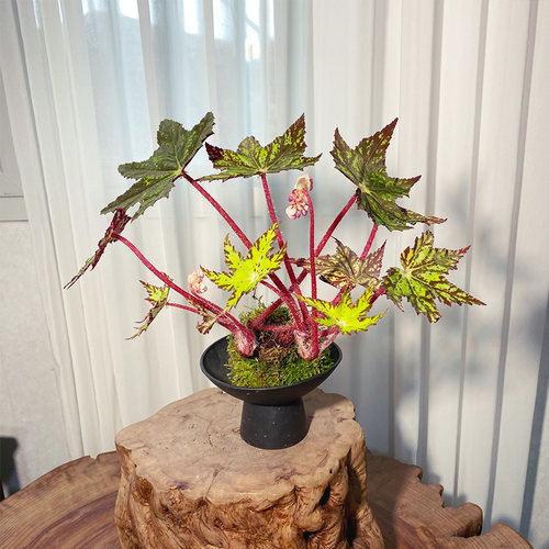 【黄金几何】秋海棠苔藓球绿植室内耐阴好养观叶绿植