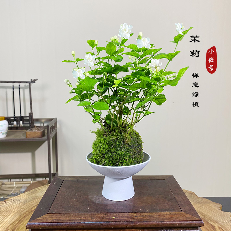 【香水木本茉莉花】苔藓球花苞发货木本多杆老桩茉莉花室内开花