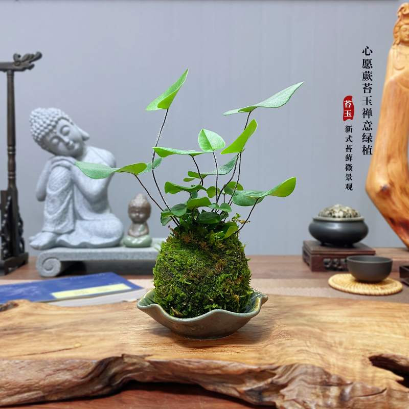 苔蘚球心愿蕨耐陰迷你創(chuàng)意綠植室內(nèi)耐陰好養(yǎng)凈化空氣水培植物