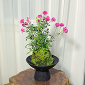 苔藓球四季 超微月季 室内绿植茶室耐活苔藓微景观 须惠姬