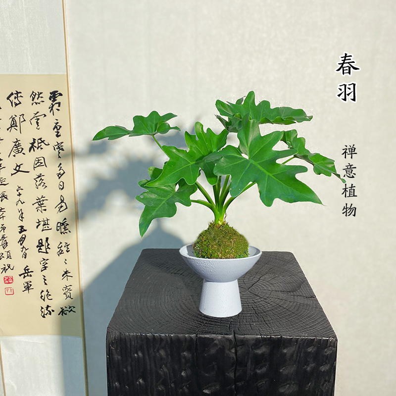 【小春羽】苔藓球室内茶台书桌绿植耐阴好养室内绿植