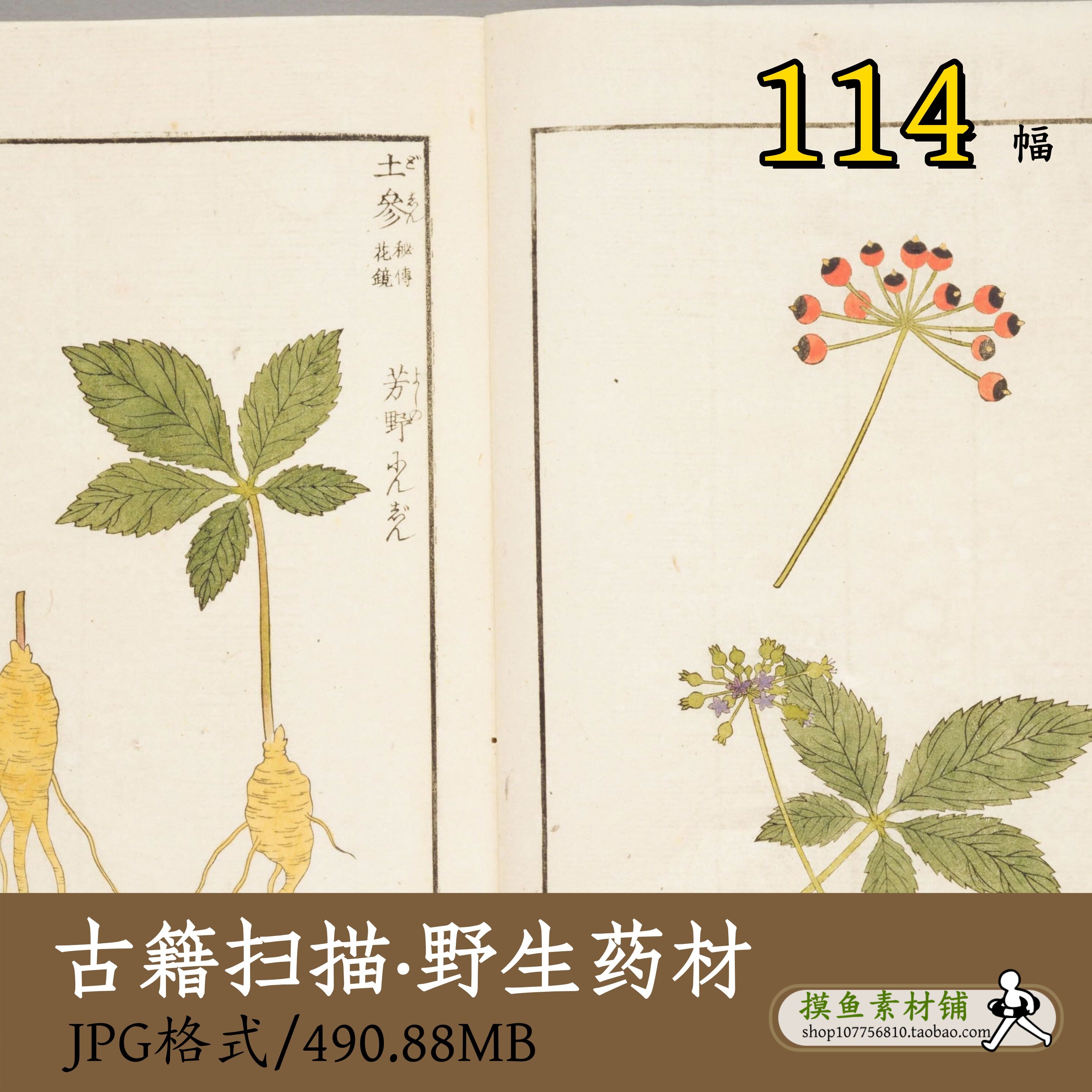 野生药材/植物图鉴中草药图谱插画素材图野生植物百草zc115