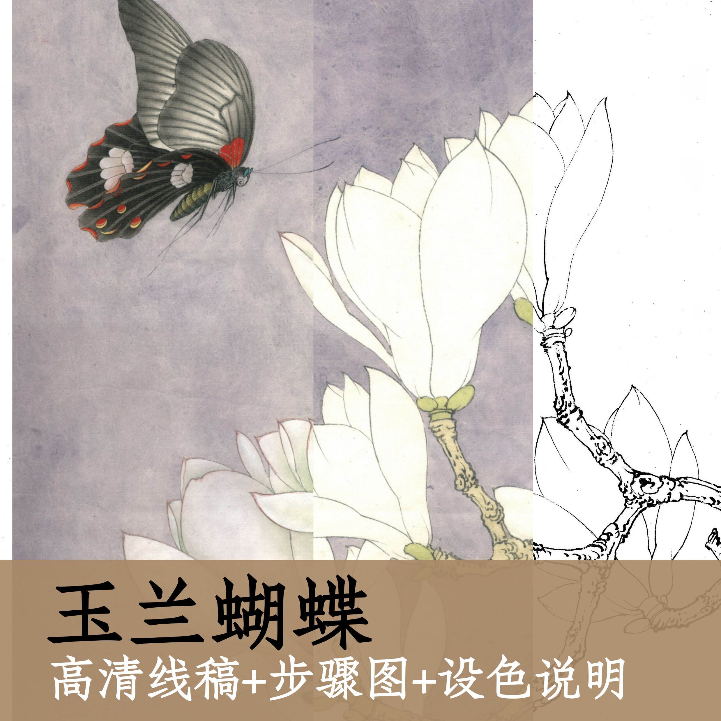 玉兰蝴蝶/高清白描底稿+步骤图+设色说明/电子版国画工笔花鸟x246