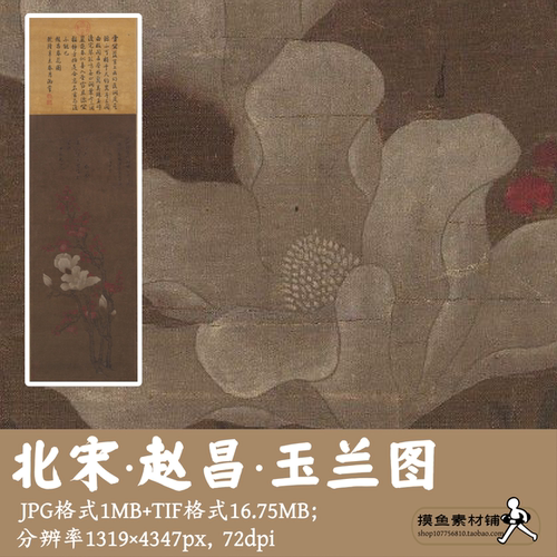 赵昌玉兰图电子图片/国画工笔画素材花卉花鸟图古画原图g14217