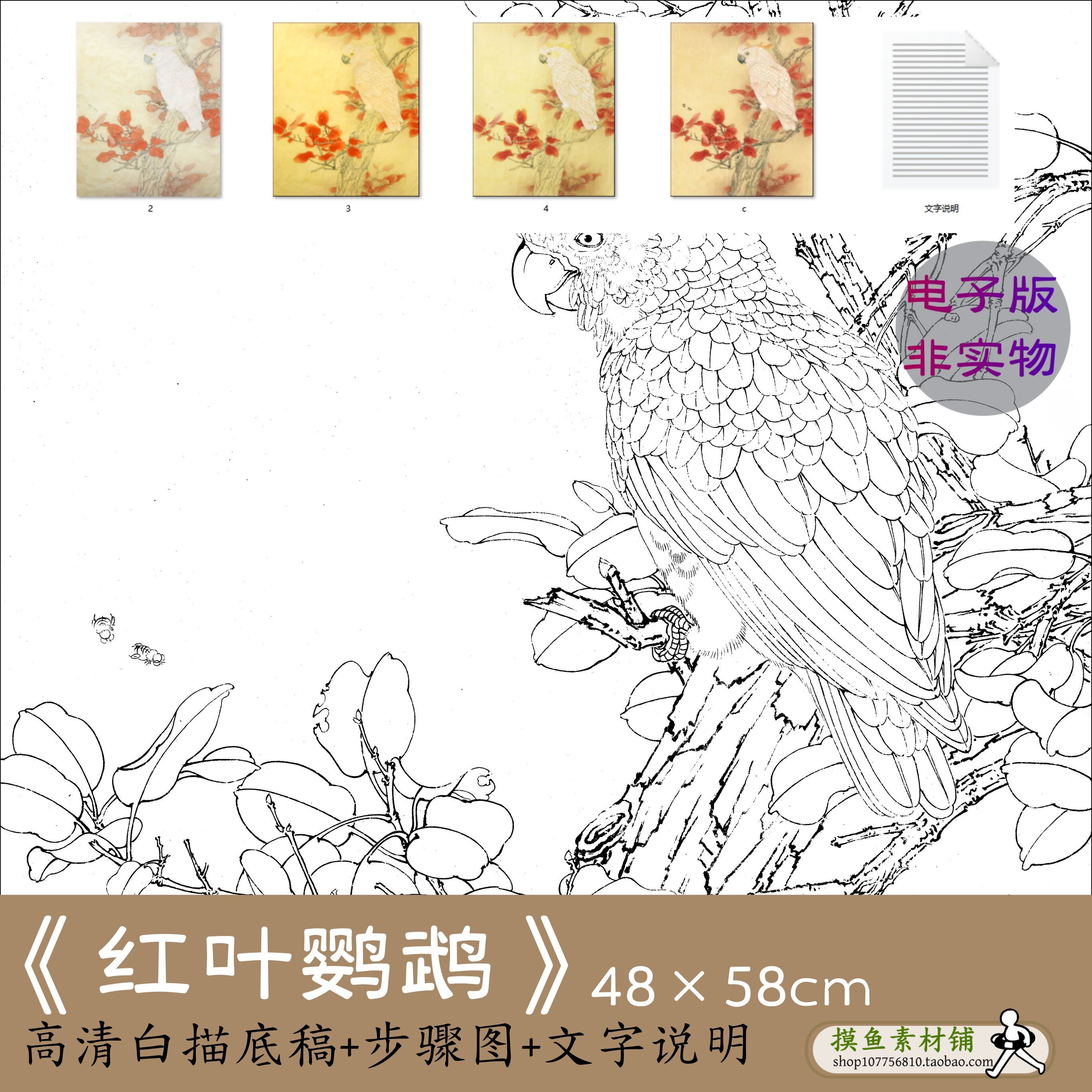 工笔禽鸟鹦鹉白描底稿工笔画电子版初学勾线稿临摹步骤图素材x205