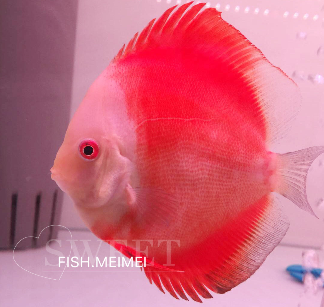 七彩神仙鱼 鱼苗 活体鱼苗红妃