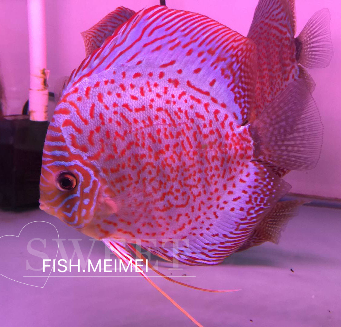 鱼美美七彩神仙鱼活体 观赏鱼苗  活体极品14栋豹点蛇 2到3公分