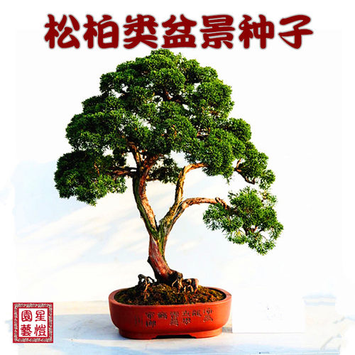 真柏黑松树四季花籽室内观赏种子