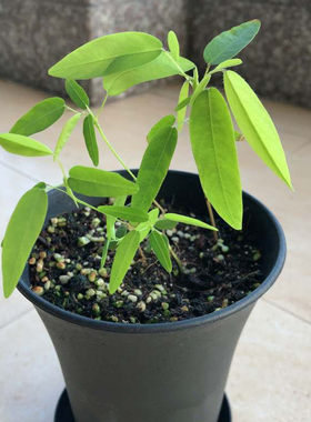 跳舞草情人草奇趣味植物