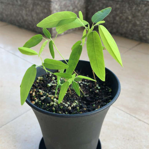 跳舞草情人草奇趣味植物