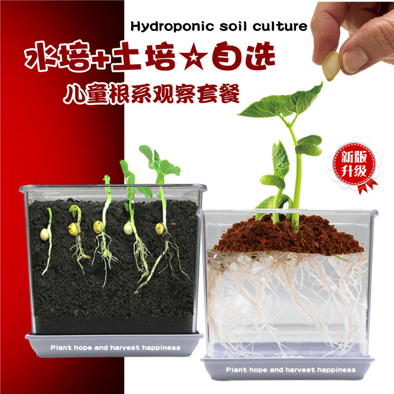 儿童植物观察窗种子盒发芽生长种植水培绿植小盆栽小学生植物种子