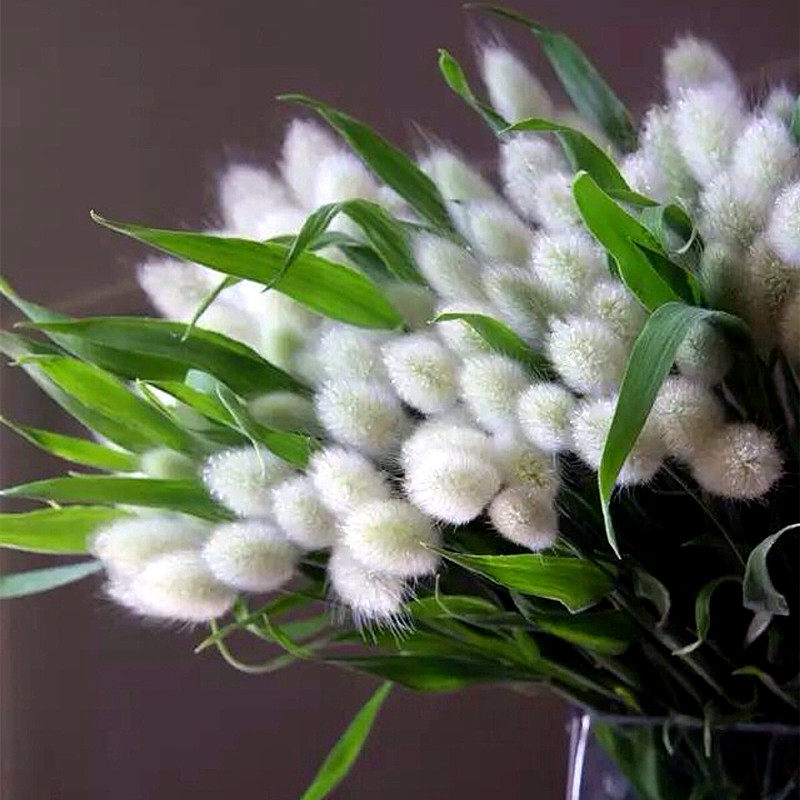 兔尾草种子狗尾巴草猫尾草观赏草羽绒长毛兔尾狼尾草矮生园艺种子