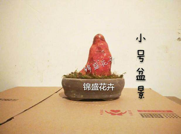 办公桌植物室内桌面盆栽 香木盆景 造型古怪 香味如同檀香木