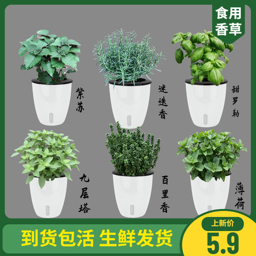 罗勒叶紫苏四季好养盆栽苗可食用