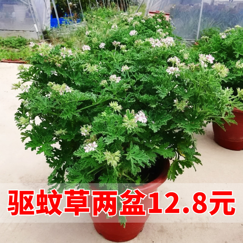 夏季驱蚊草植物盆栽室内庭院防蚊虫驱蚊香草苗四季好养桌摆绿植