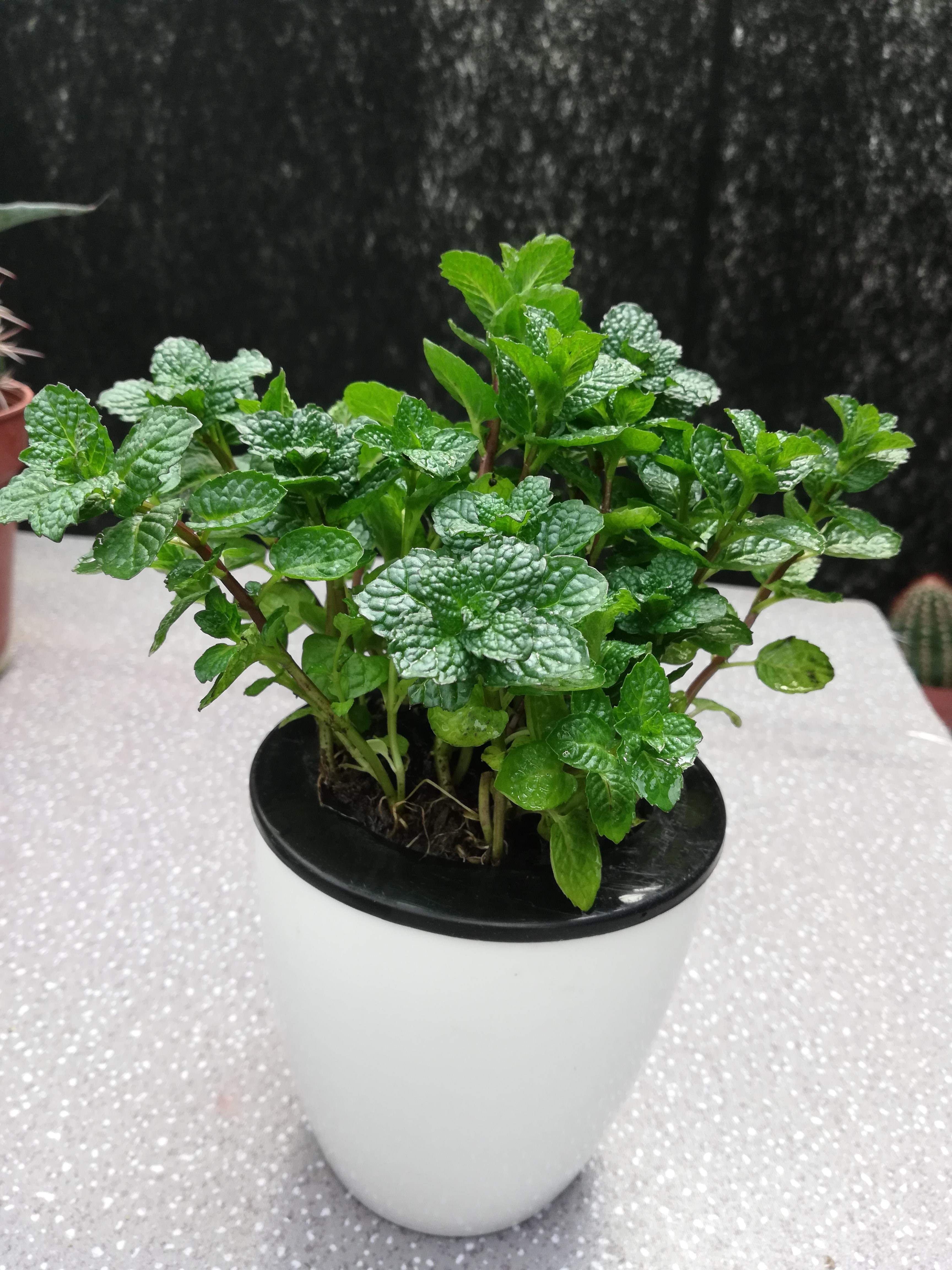 罗勒叶百里香紫苏四季好养盆栽苗