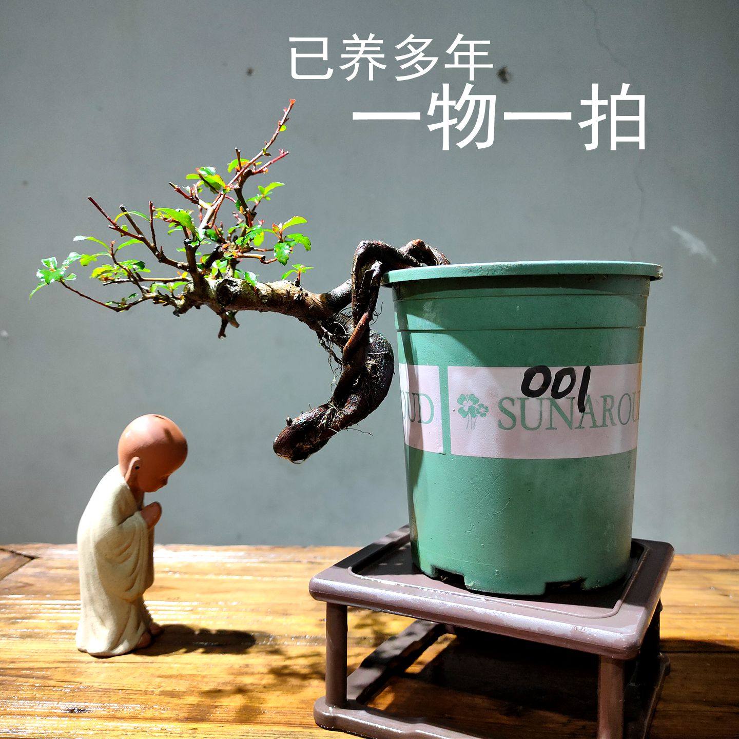 红果提根火棘绿植办公室茶桌摆件吉祥果造型盆景小盆栽一物一拍,鲜花速递/花卉仿真/绿植园艺,造型盆景,淘宝优惠券,粉丝福利购,淘宝优惠卷
