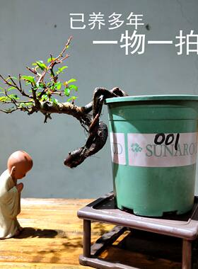 提根火棘盆景一物一拍